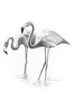 Rysowanka A5 z ołówkami - Flamingi